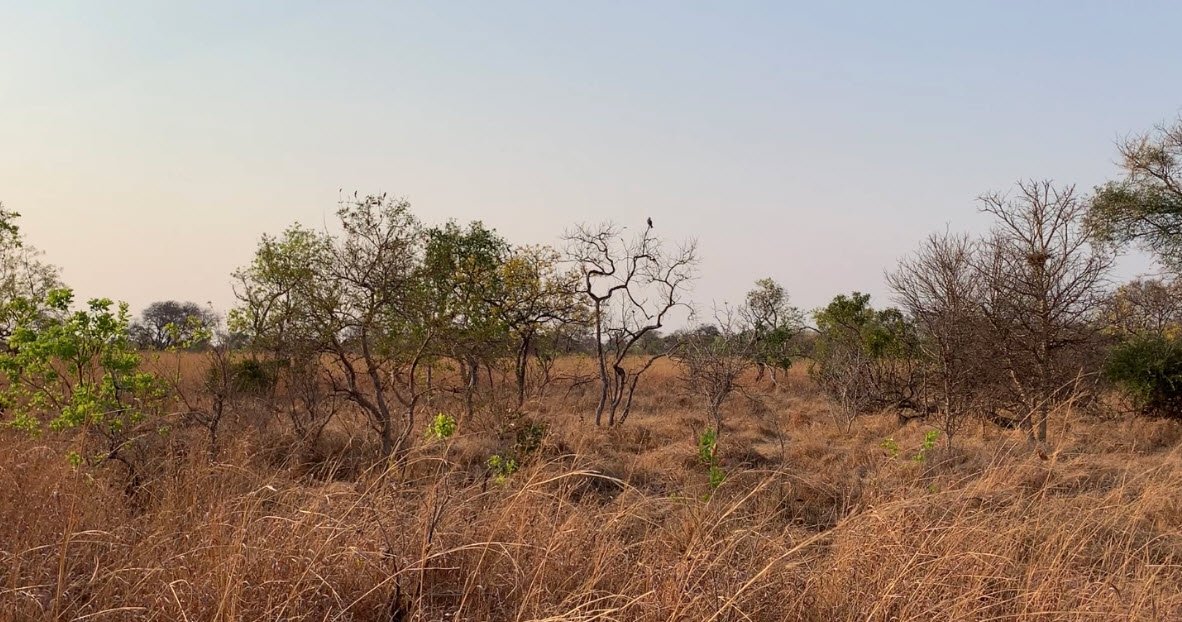 Kafue National Park, Central, Western & Southern Provinces, Zambia